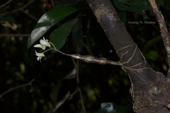 Dendrobium ovatum